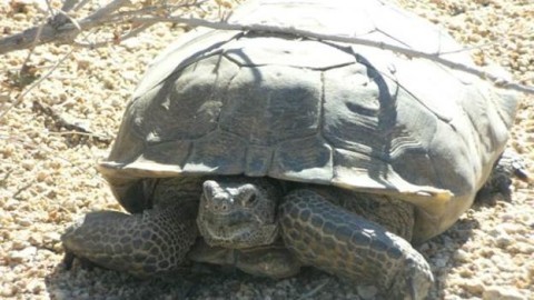 Deserto na Califórnia onde treina a Marinha é um dos habitats preferidos dessas tartarugas