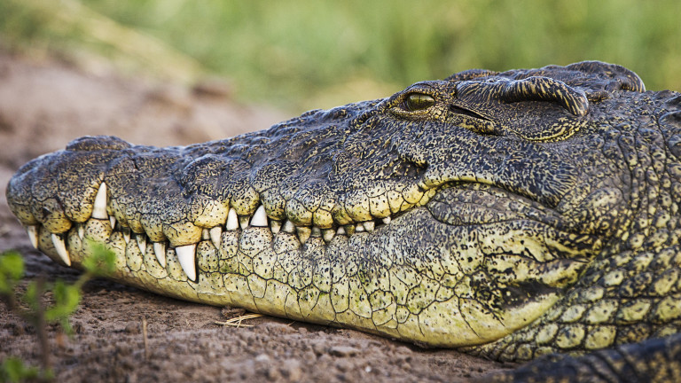 Chobe National Park, Kasane, Botswana