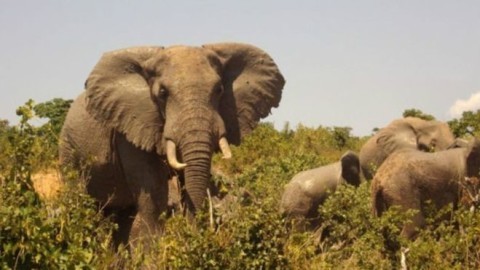 Produtores do Quênia usam fezes de elefante para fazer papel