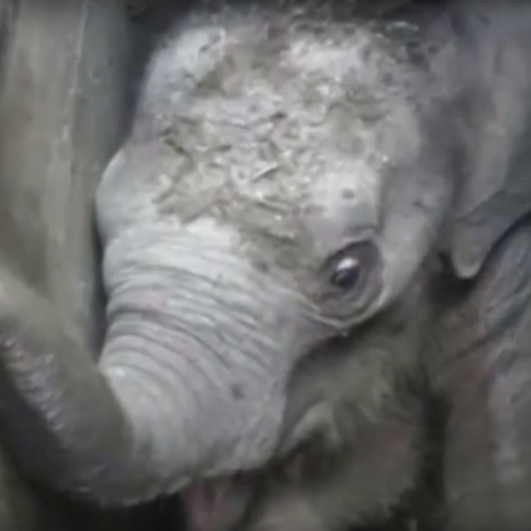 Filhote de elefante é resgatado após ficar entalado em uma vala; assista