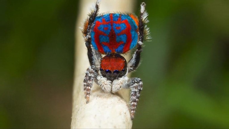 As aranhas-pavão da Austrália medem entre 3mm e 5mm