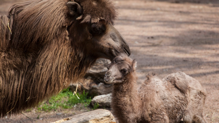 Bactrian camel named Alexander Camelton is seen with his mother at the Lincoln Park Zoo in Chicago, Illinois