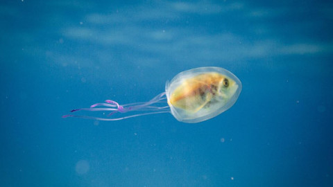 Imagem do fotógrafo australiano Tim Samuel mostra peixe engolido por água-viva