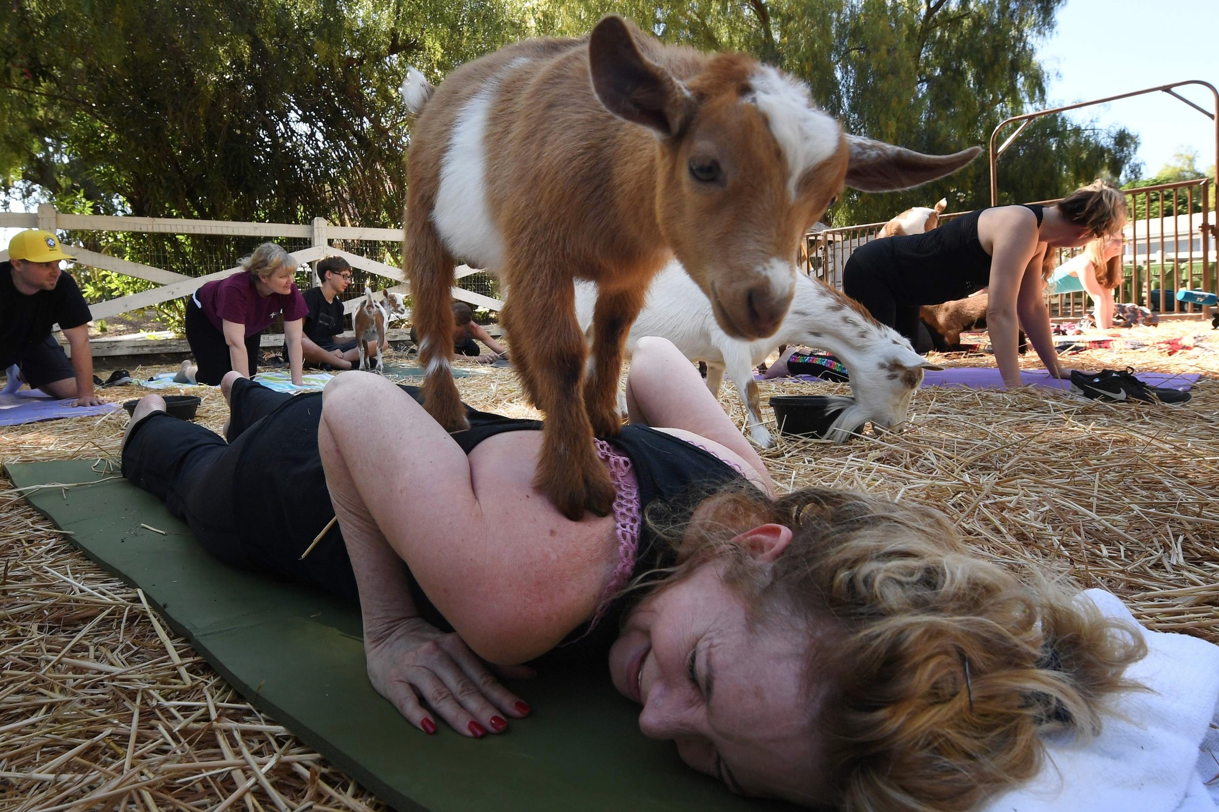 Йога с козами в москве. Йога с козами. Goat Yoga.