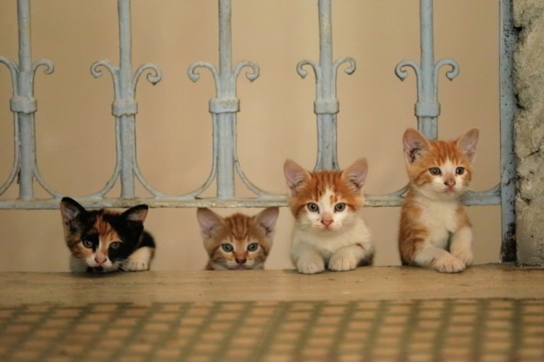 Documentário 'Gatos' mostra vida de felinos em Istambul