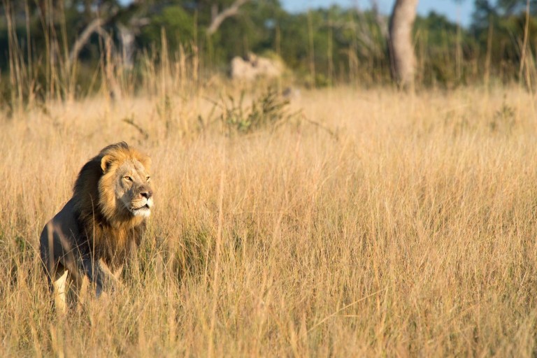 Filho de leão Cecil é morto por caçadores de troféus no Zimbábue