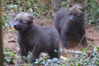 Após 12 anos, nascem dois filhotes de Lobo Guará no zoológico de Bauru