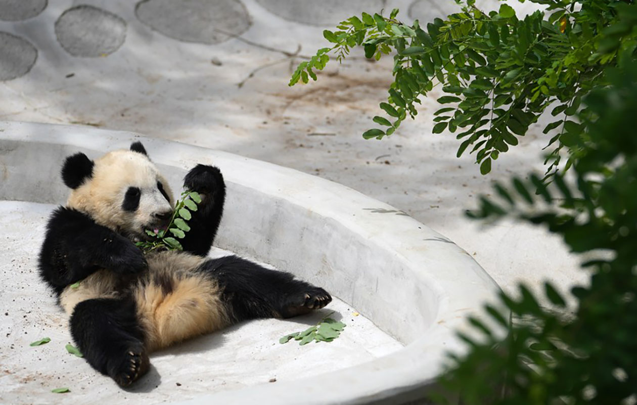 China honra seu compromisso de buscar futuro verde