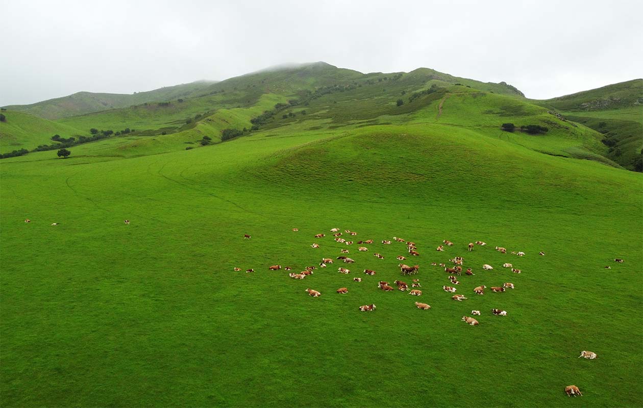 Foto area tirada em 26 de julho de 2021 mostra um rebanho de gado na pastagem Wulanmaodu, em Horqin, Regio Autnoma da Monglia Interior, no norte da China. 