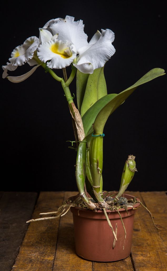 Aprenda a replantar orquídeas para garantir que fiquem sempre floridas -  Vida Prática | Sobretudo Folha